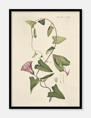 gærdesnerle  |  FLORA DANICA-ILLUSTRATION - decoARTE