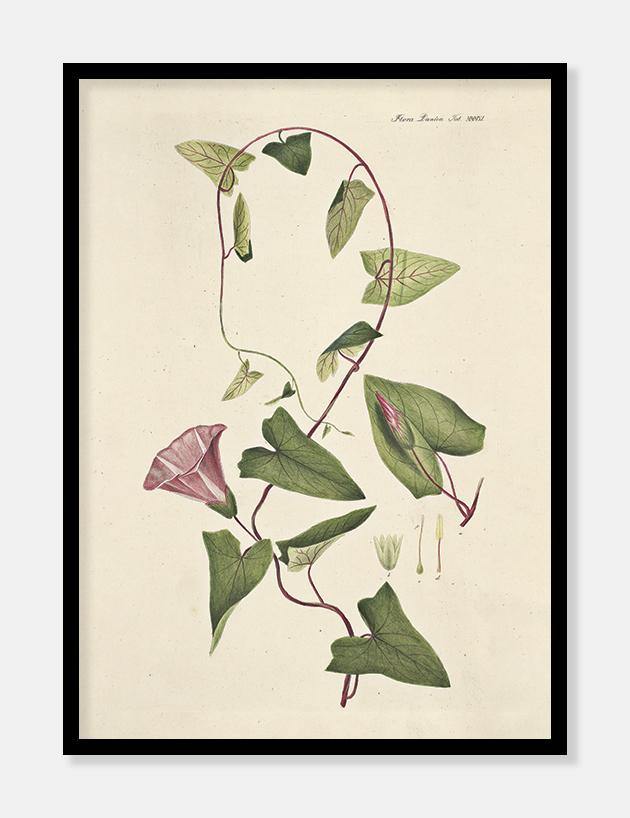 gærdesnerle  |  FLORA DANICA-ILLUSTRATION - decoARTE