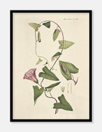 gærdesnerle  |  FLORA DANICA-ILLUSTRATION - decoARTE