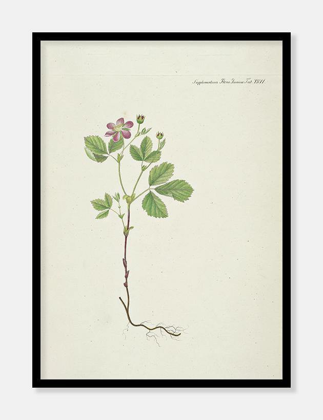 agerbær  |  FLORA DANICA-ILLUSTRATION - decoARTE