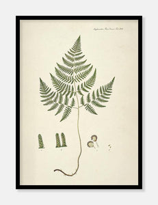 bregne  |  FLORA DANICA-ILLUSTRATION - decoARTE