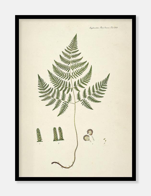 bregne  |  FLORA DANICA-ILLUSTRATION - decoARTE