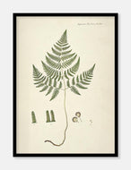 bregne  |  FLORA DANICA-ILLUSTRATION - decoARTE