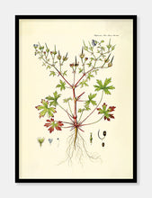 Indlæs billede til gallerivisning storkenæb  |  FLORA DANICA-ILLUSTRATION - decoARTE
