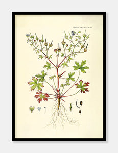 storkenæb  |  FLORA DANICA-ILLUSTRATION - decoARTE