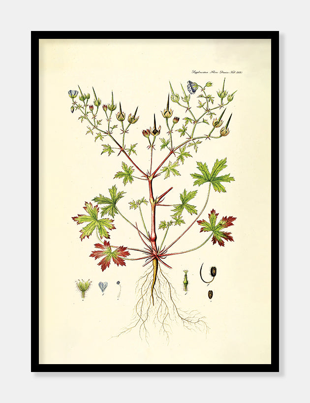 storkenæb  |  FLORA DANICA-ILLUSTRATION - decoARTE