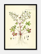 storkenæb  |  FLORA DANICA-ILLUSTRATION - decoARTE