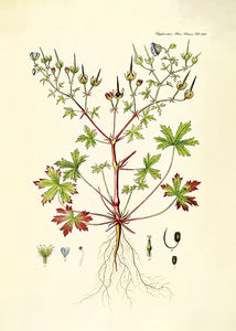 storkenæb  |  FLORA DANICA-ILLUSTRATION - decoARTE
