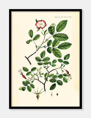 vildrose  |  FLORA DANICA-ILLUSTRATION - decoARTE