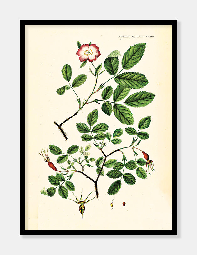 vildrose  |  FLORA DANICA-ILLUSTRATION - decoARTE