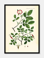 vildrose  |  FLORA DANICA-ILLUSTRATION - decoARTE