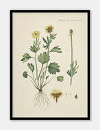 ranunkel  |  FLORA DANICA-ILLUSTRATION - decoARTE