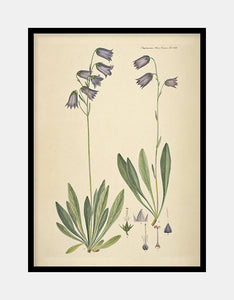 skægklokke  |  FLORA DANICA-ILLUSTRATION - decoARTE