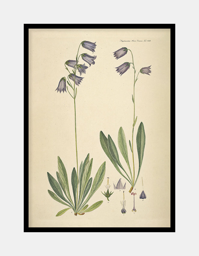 skægklokke  |  FLORA DANICA-ILLUSTRATION - decoARTE