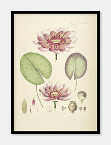 åkande  |  FLORA DANICA-ILLUSTRATION - decoARTE