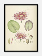 åkande  |  FLORA DANICA-ILLUSTRATION - decoARTE