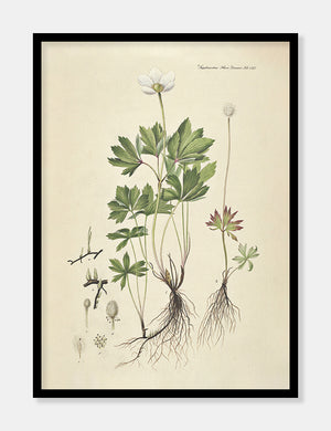 sommeranemone  |  FLORA DANICA-ILLUSTRATION - decoARTE