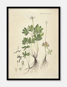 sommeranemone  |  FLORA DANICA-ILLUSTRATION - decoARTE