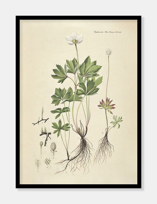 sommeranemone  |  FLORA DANICA-ILLUSTRATION - decoARTE