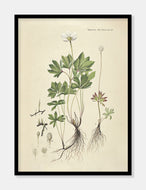 sommeranemone  |  FLORA DANICA-ILLUSTRATION - decoARTE