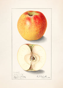10 frugtkort