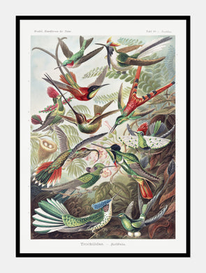fugle i flugt  |  KOLIBRIER  |  ERNST HAECKEL - decoARTE
