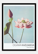 lotusblomst  |  OGAWA KAZUMASA - decoARTE