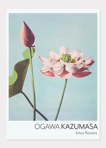 lotusblomst  |  OGAWA KAZUMASA - decoARTE