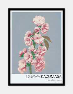 kirsebærblomster  |  OGAWA KAZUMASA - decoARTE