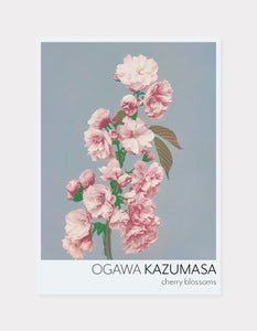 kirsebærblomster  |  OGAWA KAZUMASA - decoARTE