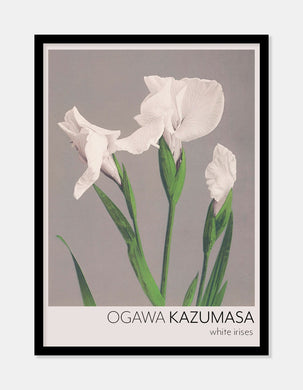 hvid iris  |  OGAWA KAZUMASA - decoARTE