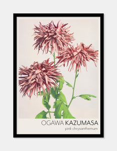 lyserød krysantemum  |  OGAWA KAZUMASA - decoARTE
