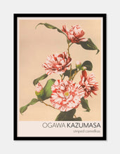 Indlæs billede til gallerivisning stribet kamelia  |  OGAWA KAZUMASA - decoARTE

