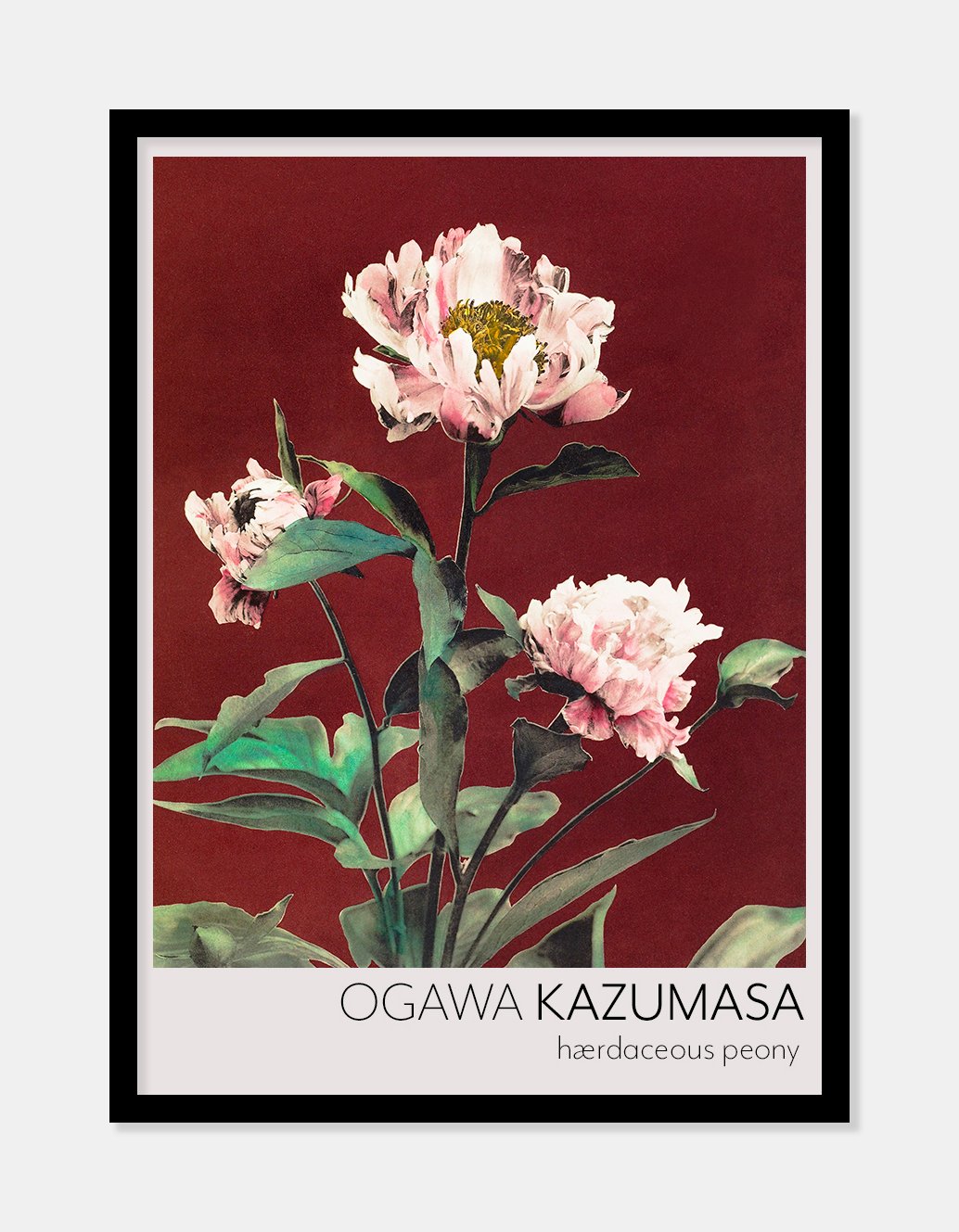 pæon  |  OGAWA KAZUMASA - decoARTE