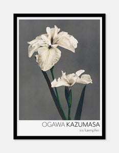 iris  |  OGAWA KAZUMASA - decoARTE