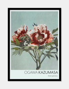 pæoner  |  OGAWA KAZUMASA - decoARTE